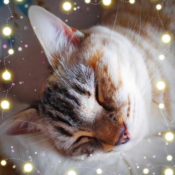 Gato167 - (Pin)