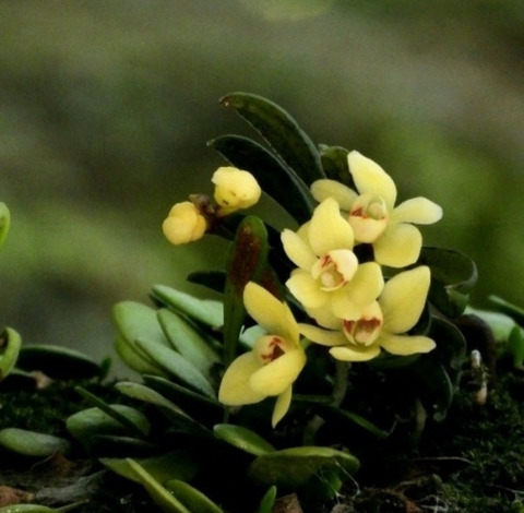 ταπετσαρίες ceratostylis, petal
