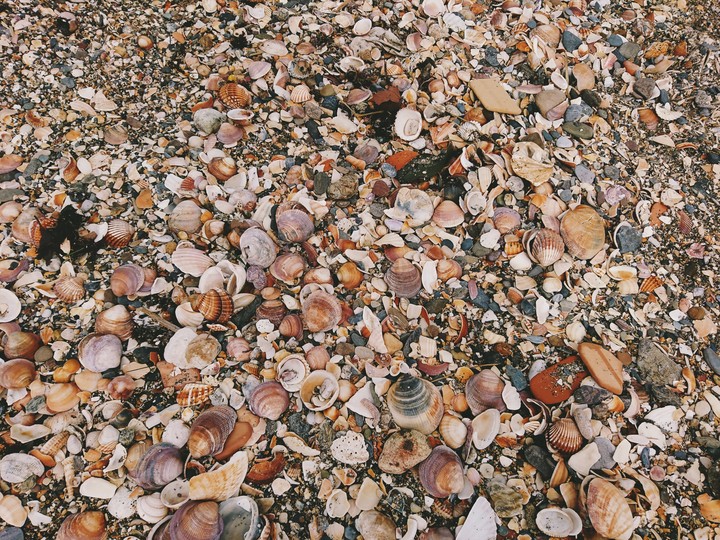 Shell Sanctuary