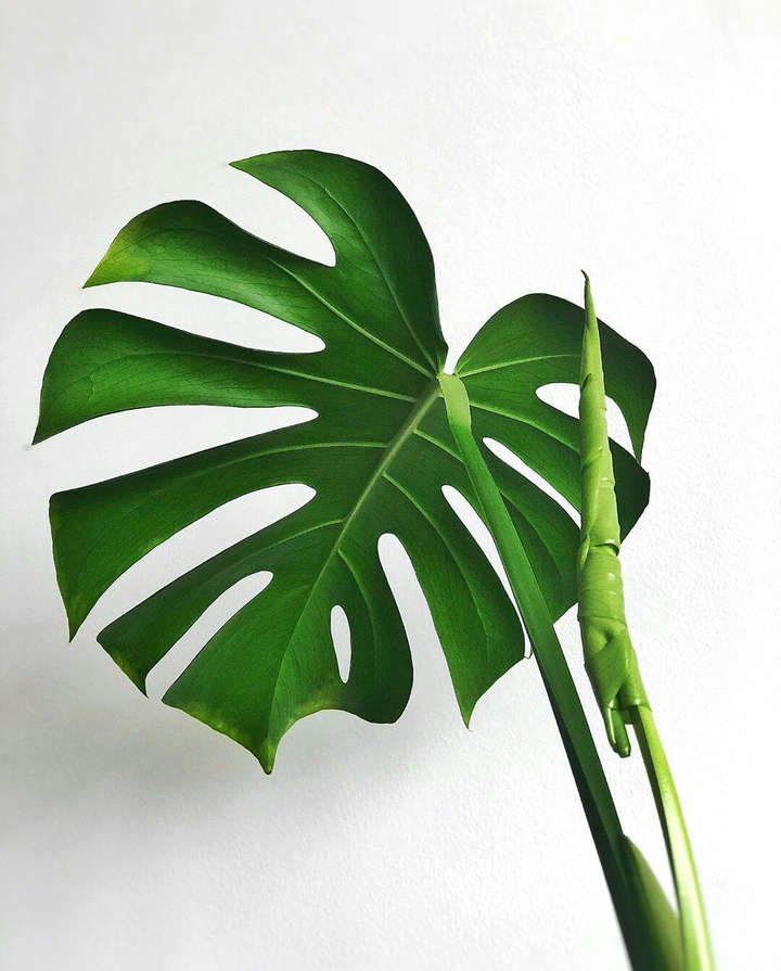 Decorative plants