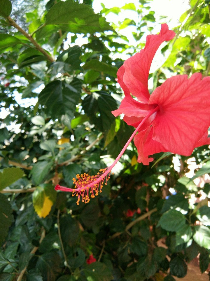 Hibiscus