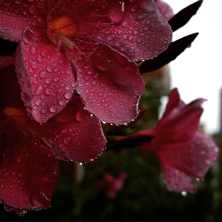 Rain Drops..