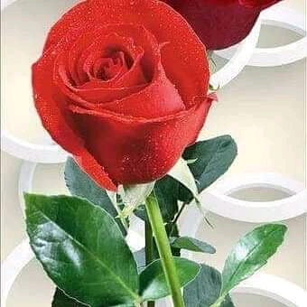 rosa