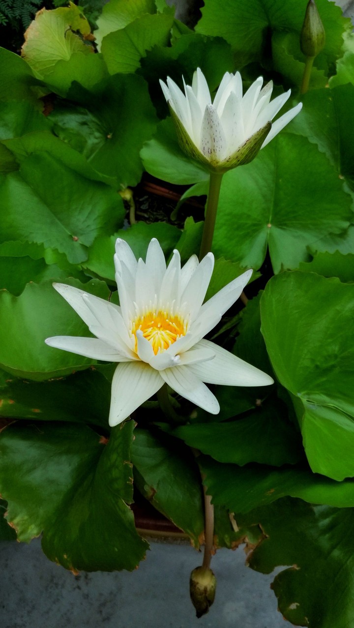 lotus
