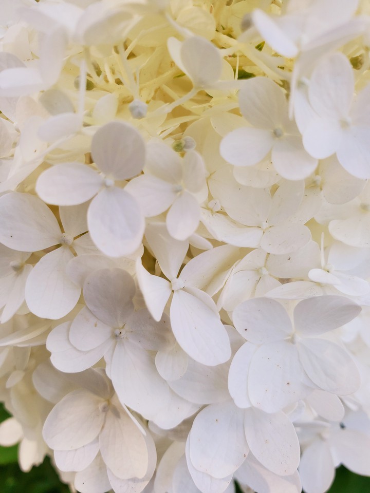 Hydrangeas