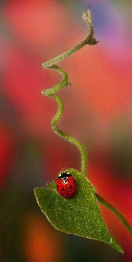 Lady in red