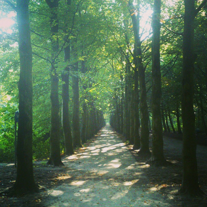 Tree Corridor