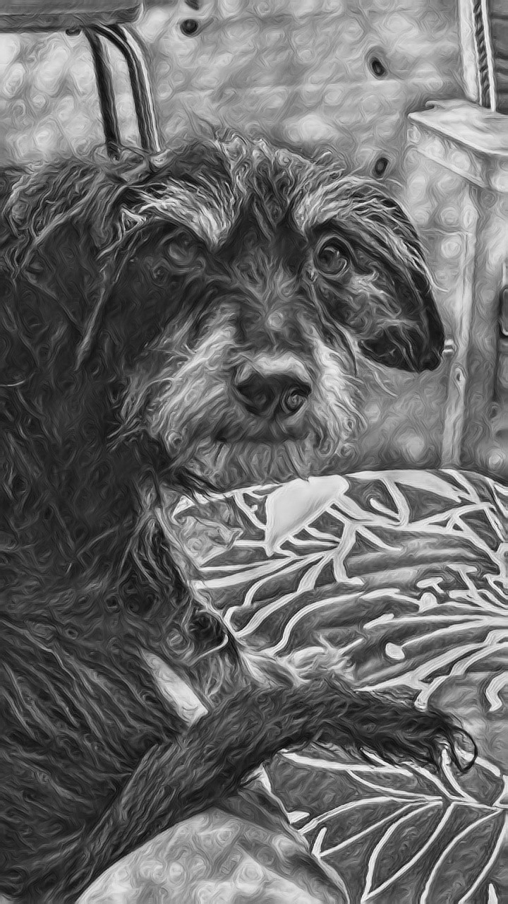 cute dog