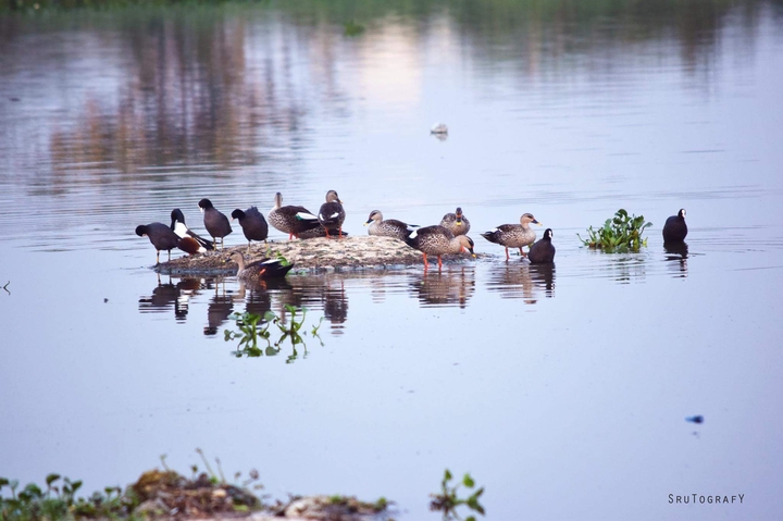 birds