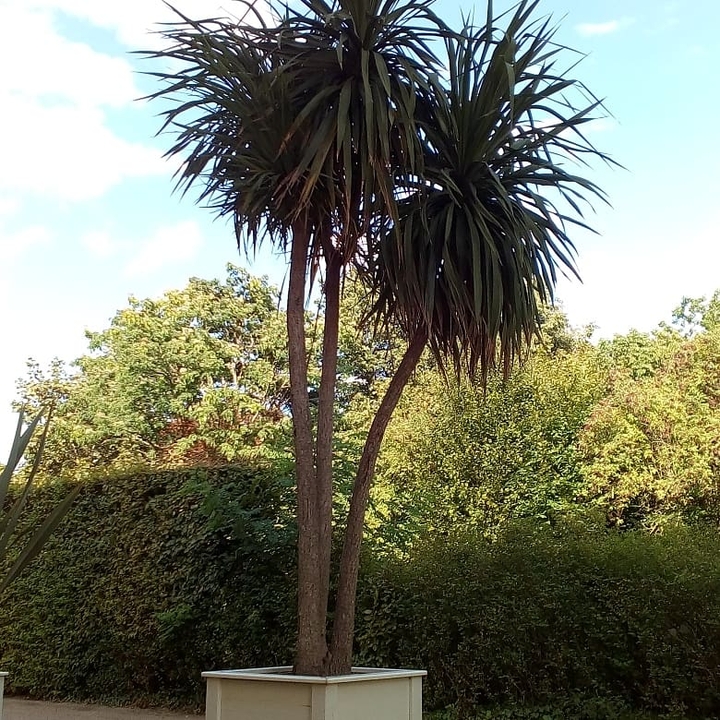 palme.