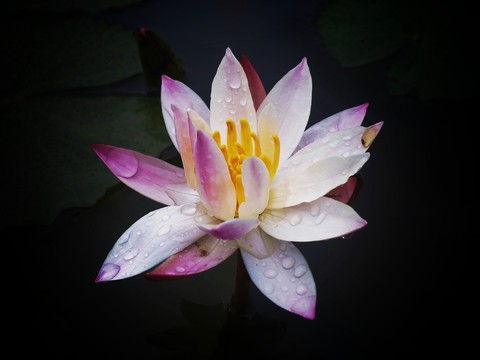 Lilley flower