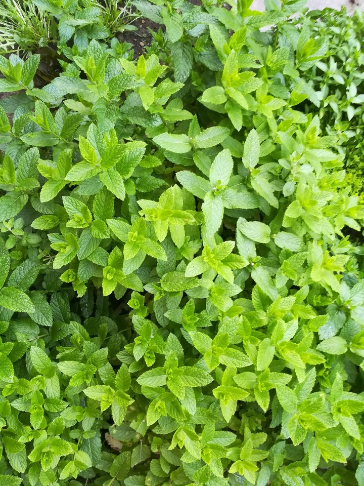 we love green