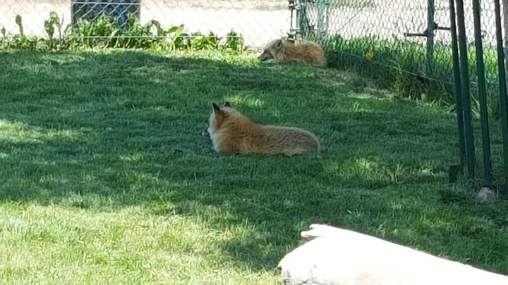 Fuzzy fox
