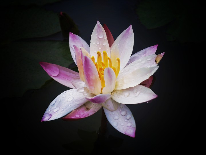 Lilley flower