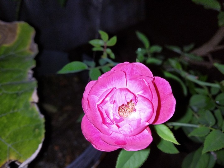 Night Camera