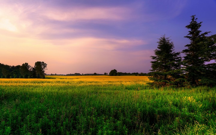 The place where yellow and green unite...