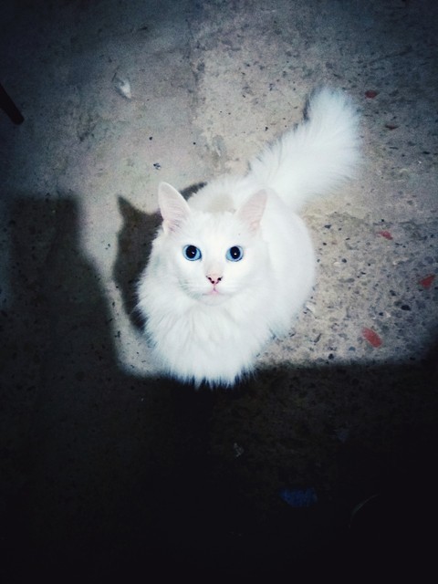 Luly verr