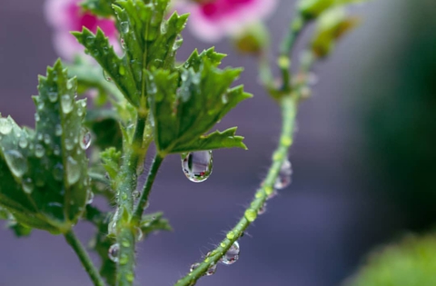 Drop