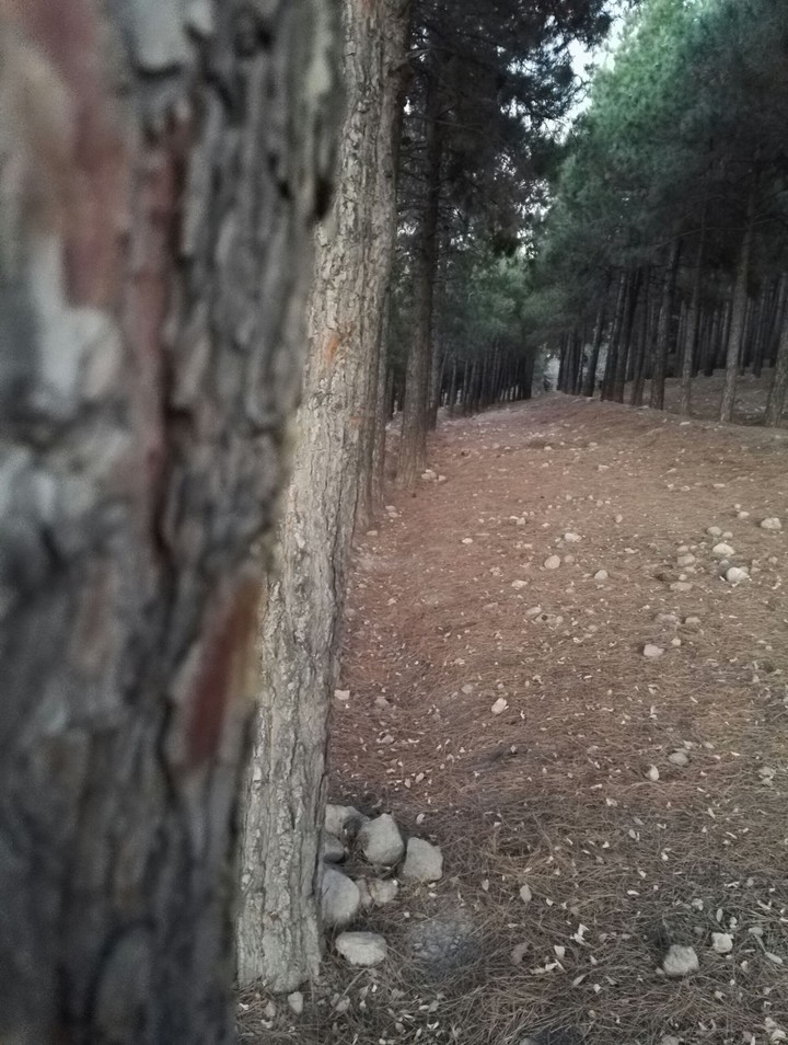 woods