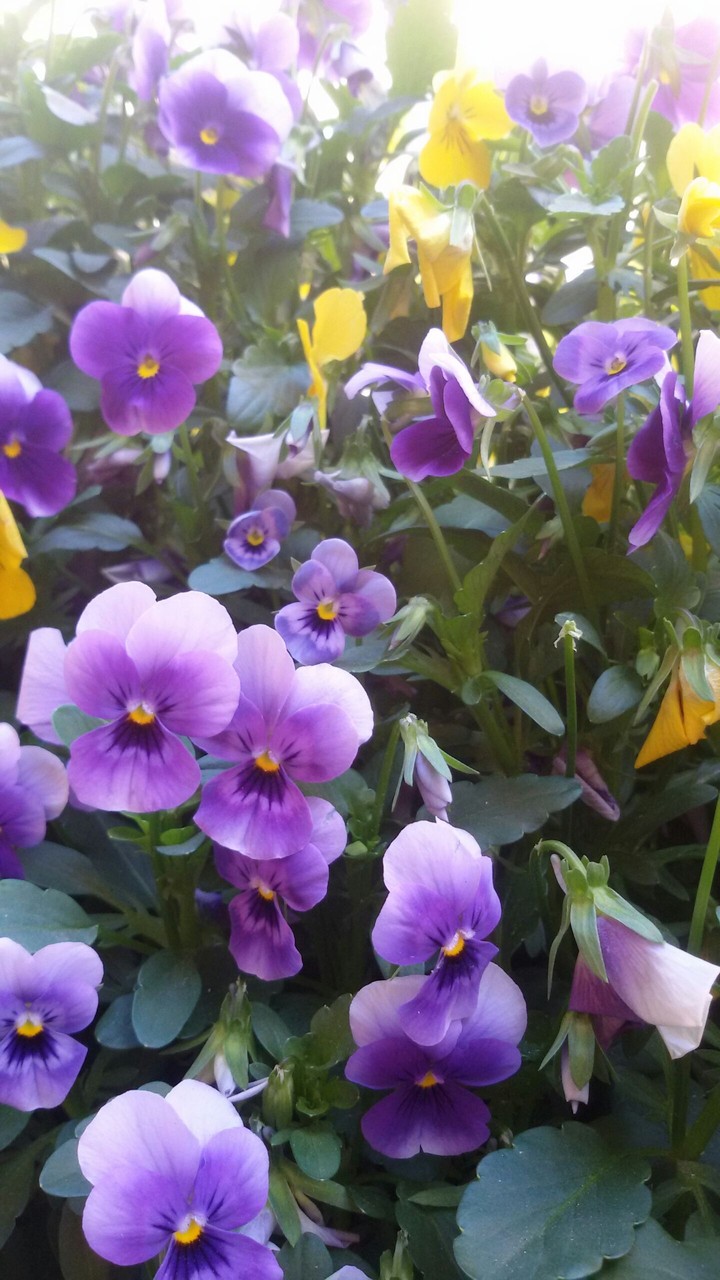 Flowers