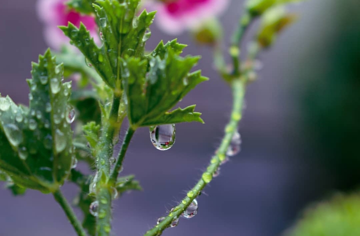 Drop