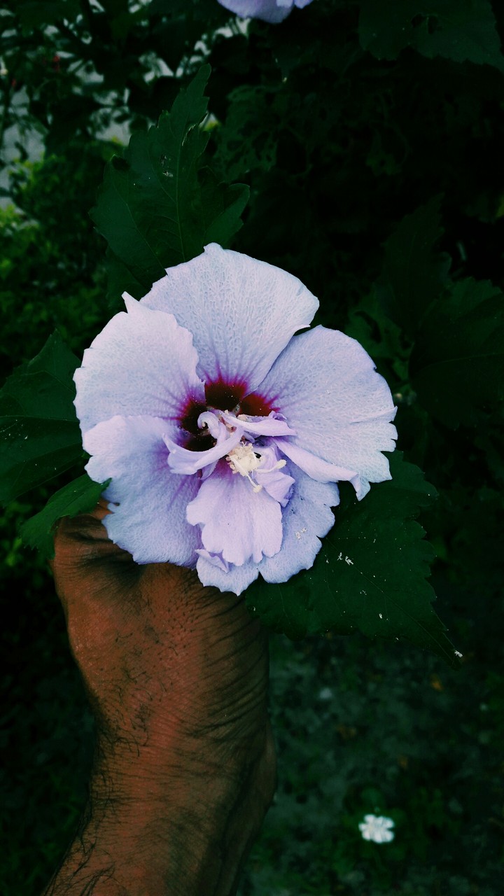 flower