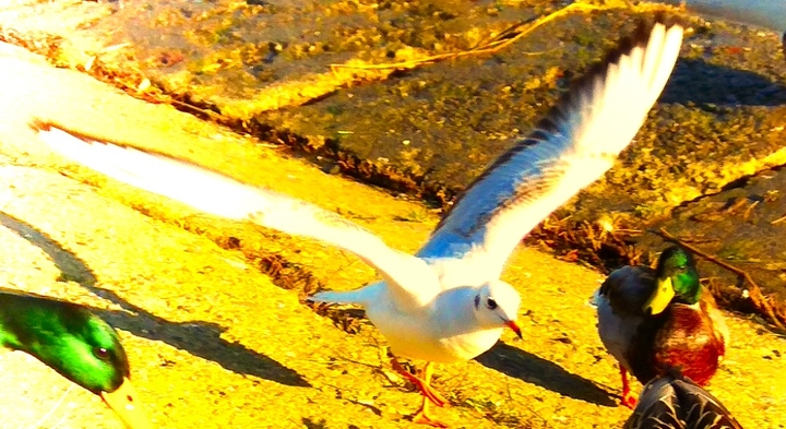 Bird