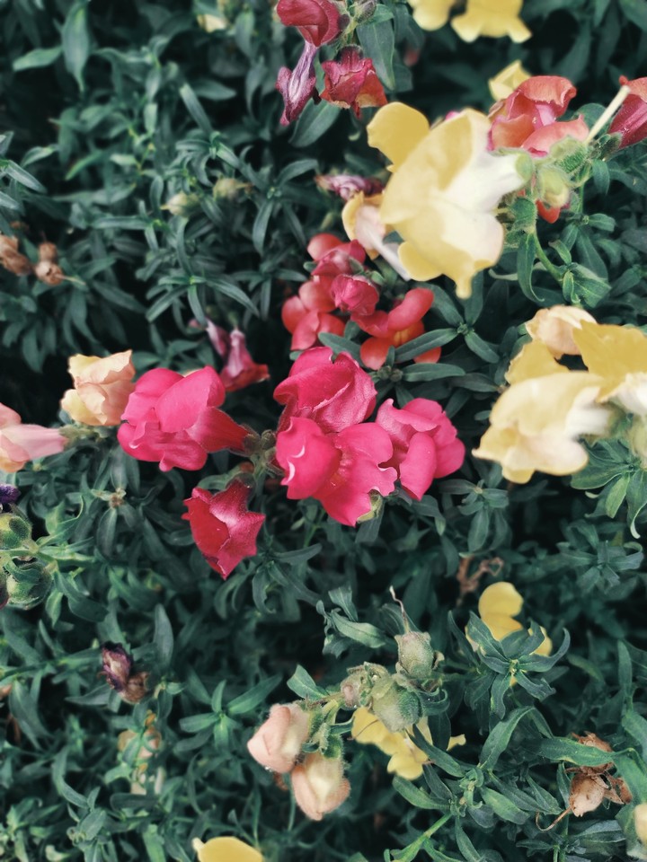 flowers