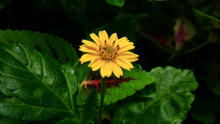 flower