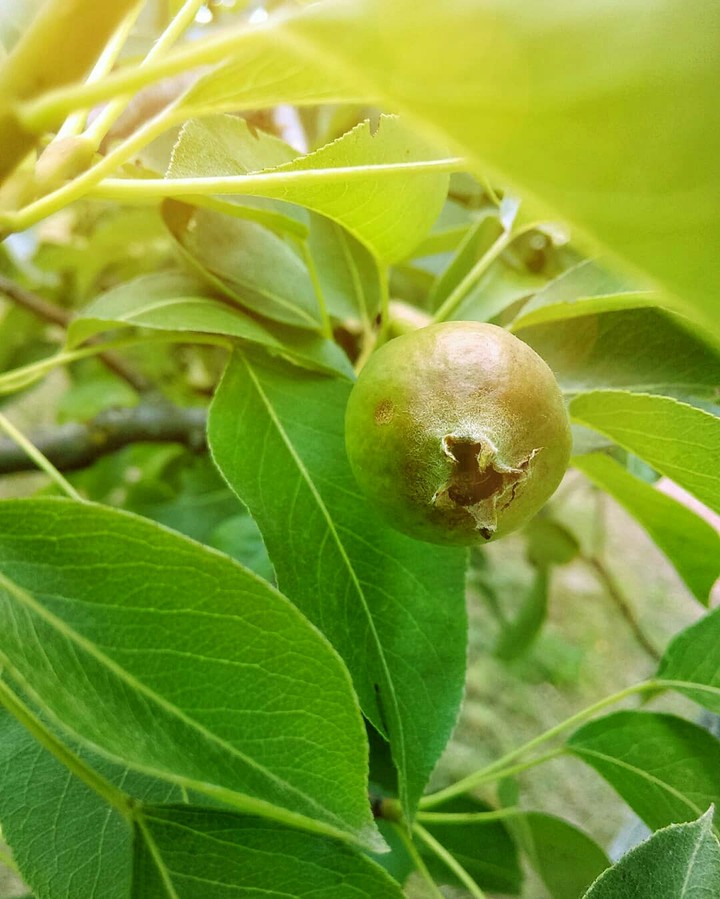pear