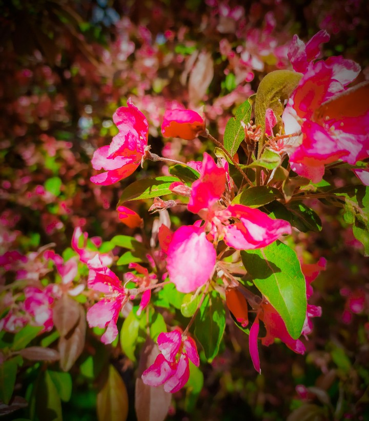 flowers