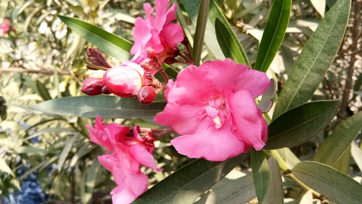 natuer