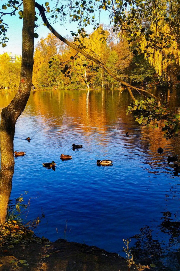 краски осени