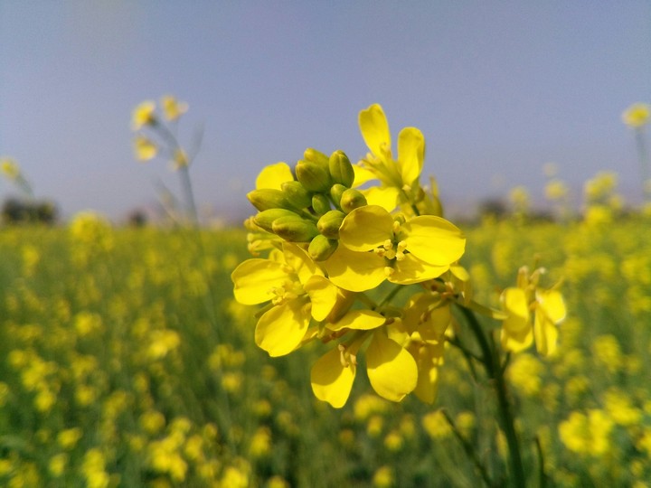 Indian Spring