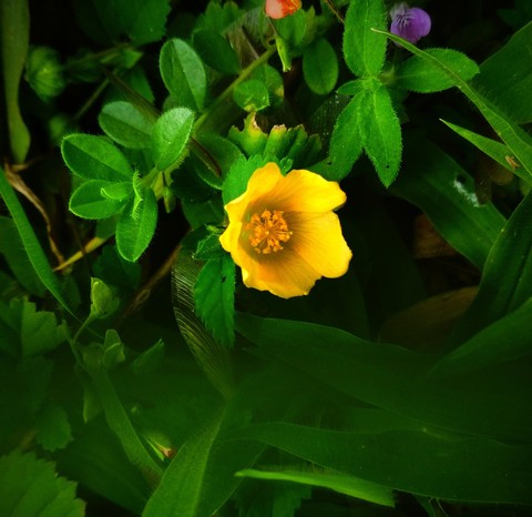 greenary can heel the wounded heart
