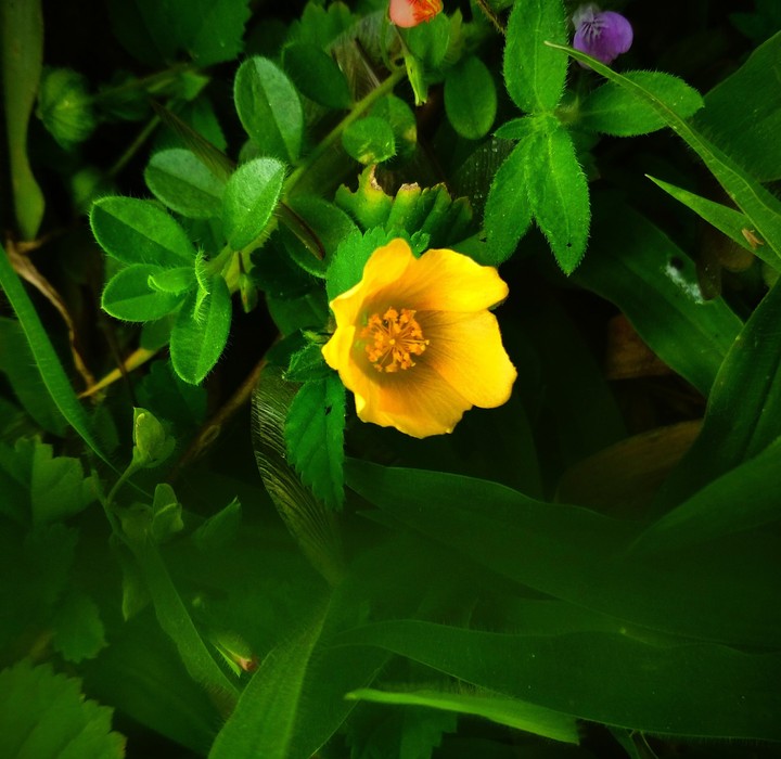 greenary can heel the wounded heart