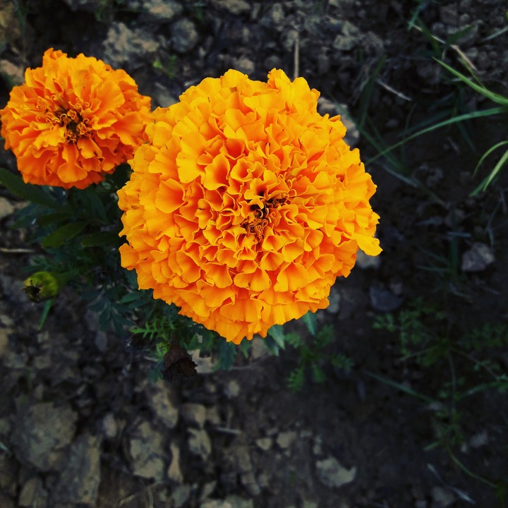 flower