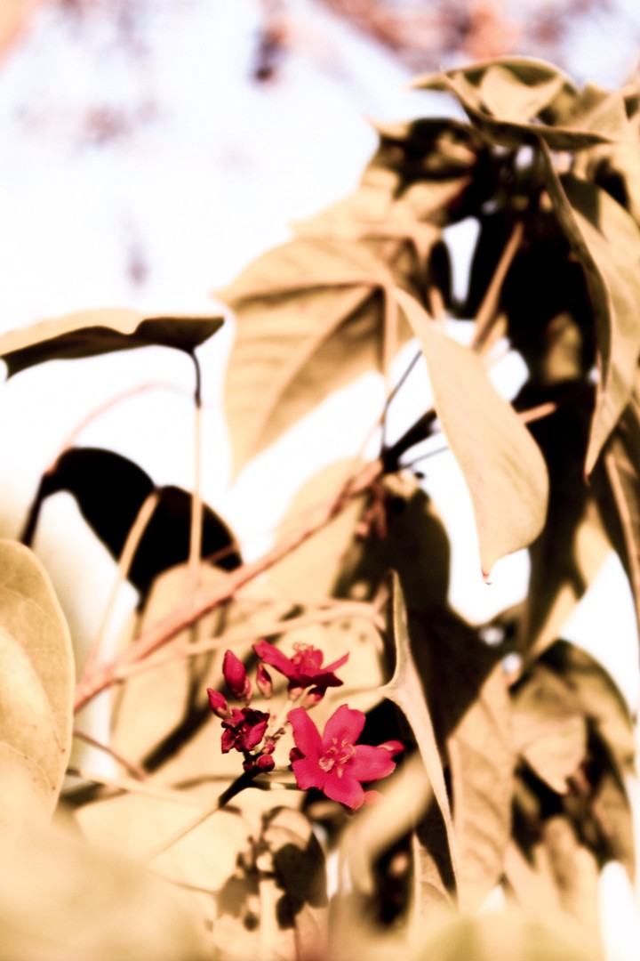 flower