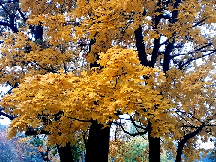 Autumn in Klaipeda