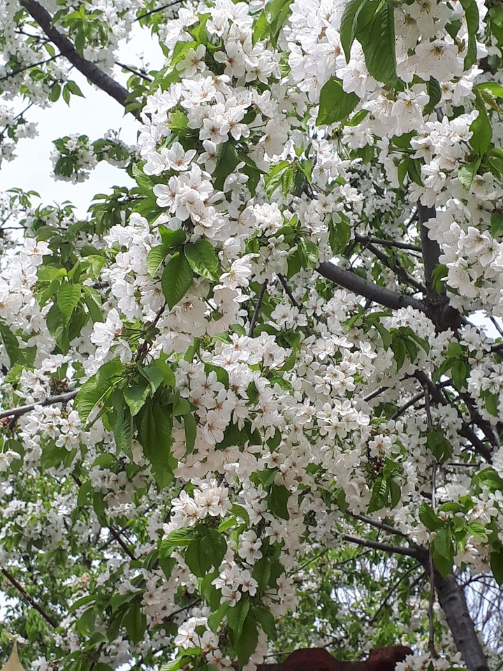 Spring
