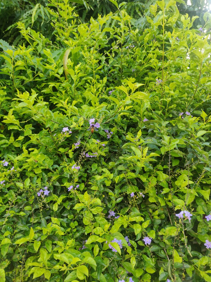 Pollination