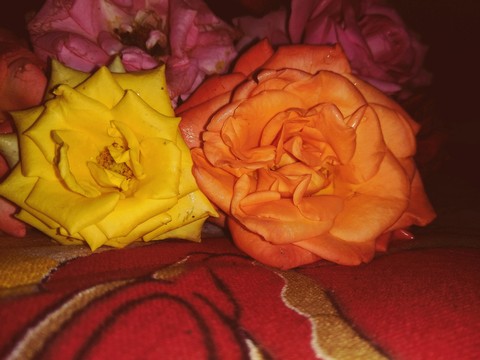 roses , flowers, rose