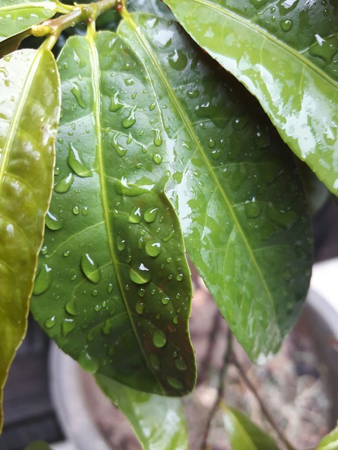 Leafy Icicles
