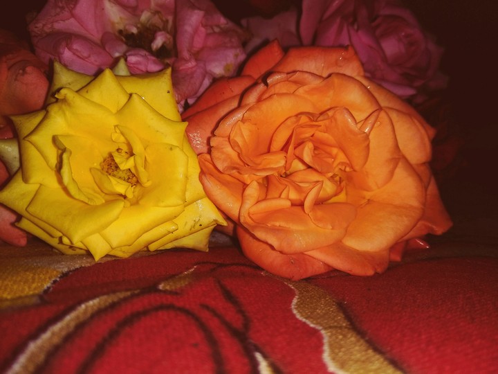 roses , flowers, rose