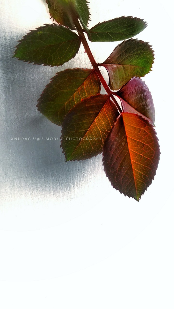 Anurag photography