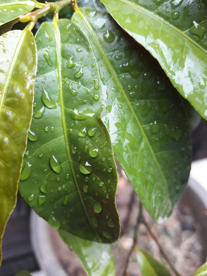 Leafy Icicles