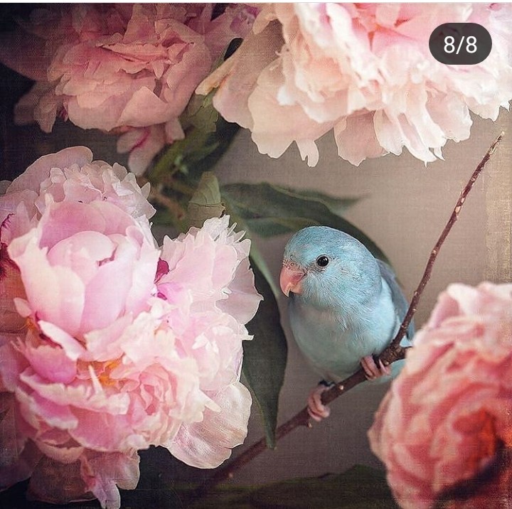 birds