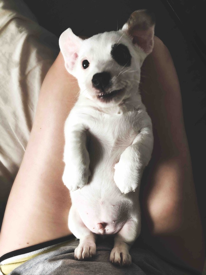 puppy