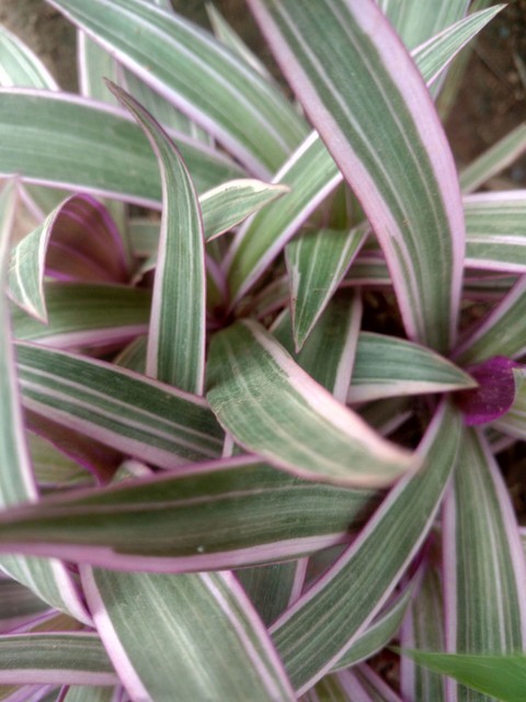go green