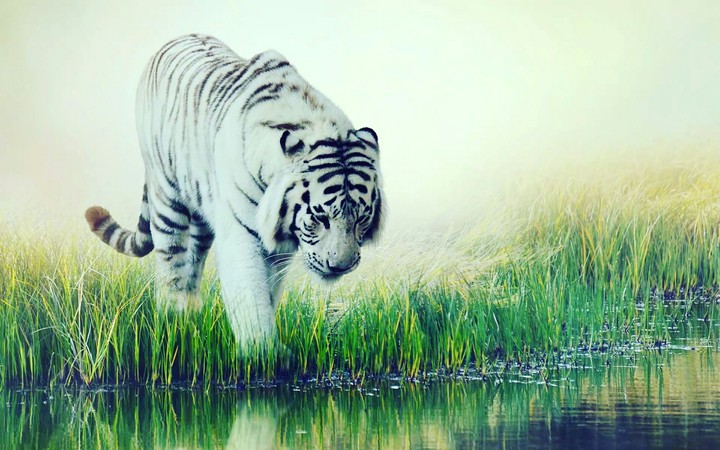 white Tiger